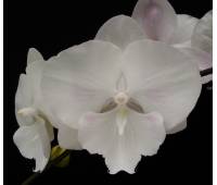 Phalaenopsis PH 151 Yu Pin Easter Island 'Big Foot'