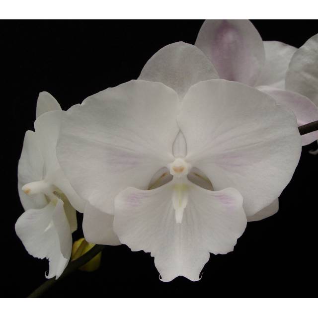Phalaenopsis PH 151 Yu Pin Easter Island 'Big Foot'