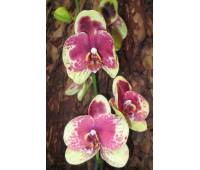 Phalaenopsis PH 009 Geel Rood