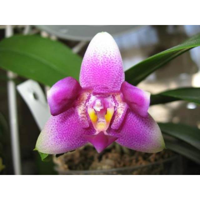 Phalaenopsis Vio Vio peloric