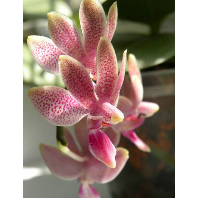 Phalaenopsis Caribbean Sunset x Phalaenopsis minus