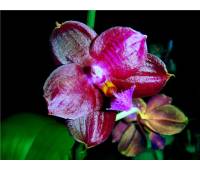 Phalaenopsis Coral Isles x Phalaenopsis Penang Girl