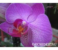 Phalaenopsis PH 099 Diamond Head