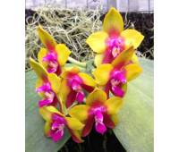 Phalaenopsis Dragon Tree Eagle