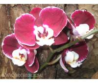Phalaenopsis PH 031 Elegant Debora
