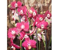 Phalaenopsis PH 039 Elegant Happy Angel