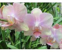 Phalaenopsis PH 041 Gestreept Brighten