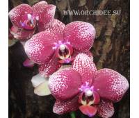 Phalaenopsis PH 109 Salu Spot x Leopard Prince