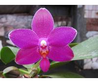 Phalaenopsis Ho's Lovely Amethyst