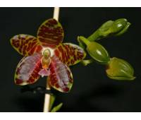 Phalaenopsis Jade Gold (gigantea x venosa)
