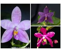 Phalaenopsis Jennifer Palomer x Phal.(pulchra-violacea indgo)