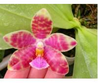 Phalaenopsis Joy Micholitz-Ludde (micholitzii X lueddemanniana) 