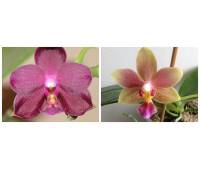 Phalaenopsis Nobby's Pacific Sunset x Dtps.Tzu Chiang Balm