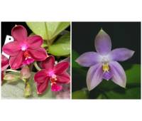 Phalaenopsis Nobby's Pasific Sunset x Tzu Chiang's Violet