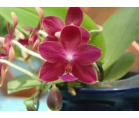 Phalaenopsis Nobby's Pacific Sunset