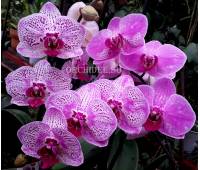 Phalaenopsis PH 100/1 OX Happy Girl