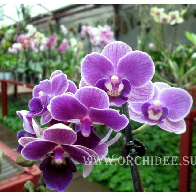 Phalaenopsis PHM 012 Sogo Vivien 'Special Indigo'