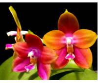 Phalaenopsis Penang Girl 'Ching Ruey'