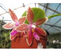 Phalaenopsis Penang Girl violet alba x Corning's Violet