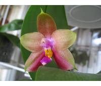 Phalaenopsis Penang girl x sib