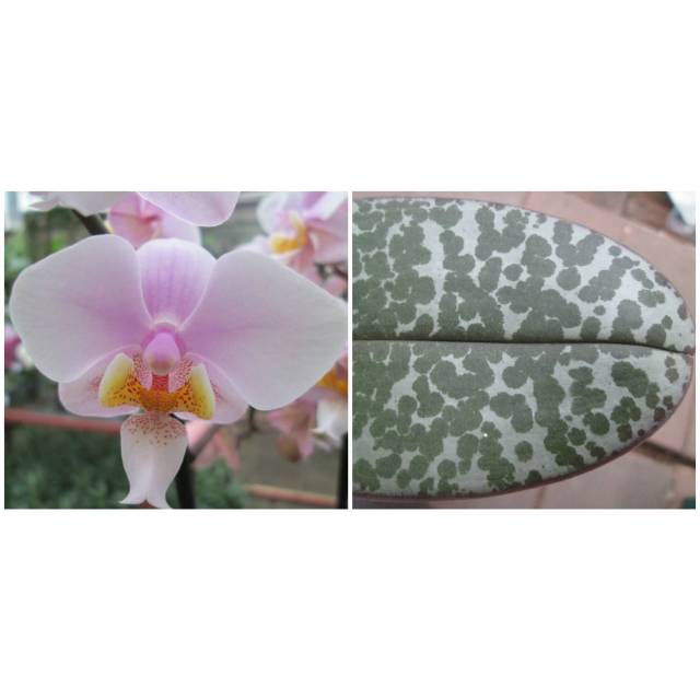 Phalaenopsis Philadelphia