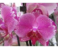 Phalaenopsis PH 101 Potter