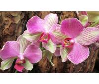 Phalaenopsis PH 058 Rose Anthura