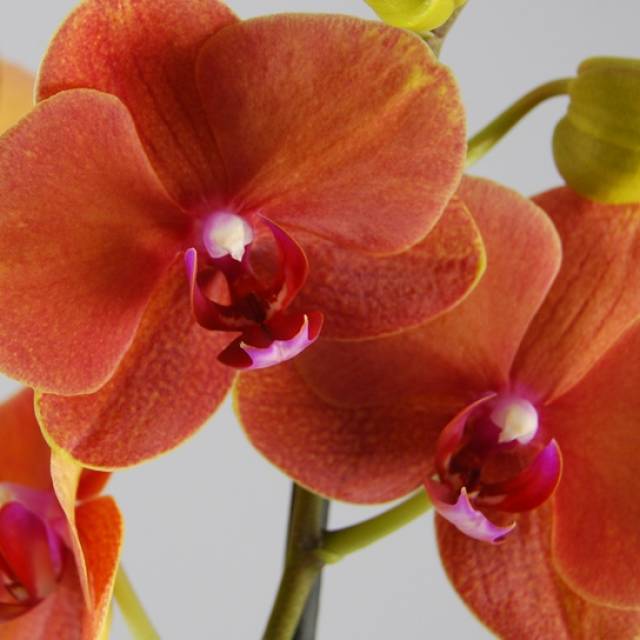 Phalaenopsis PH 111 Surfsong