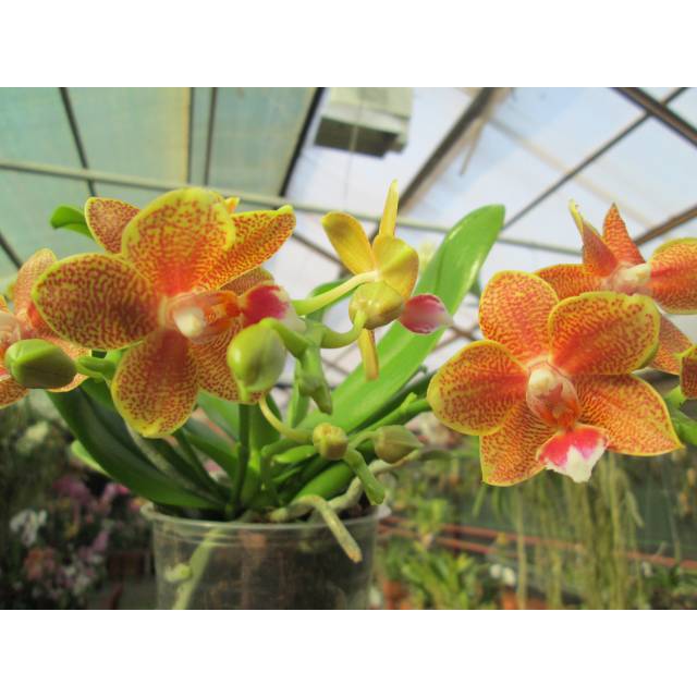 Phalaenopsis PH 175 Table Masterpiece