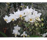 Phalaenopsis PH 105 Wildflowers White Cascade 
