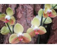 Phalaenopsis Yellow Boy