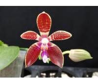 Phalaenopsis cornigiana x sib 
