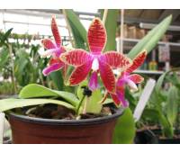 Phalaenopsis corningiana x Phalaenopsis Coral Isles