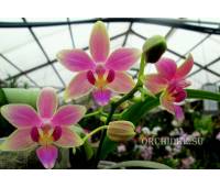 Phalaenopsis cornustris x (Gelbliber x Princess Kaiulani) x Phalaenopsis Chiada Ziv