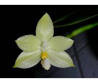 Phalaenopsis floresensis x sib