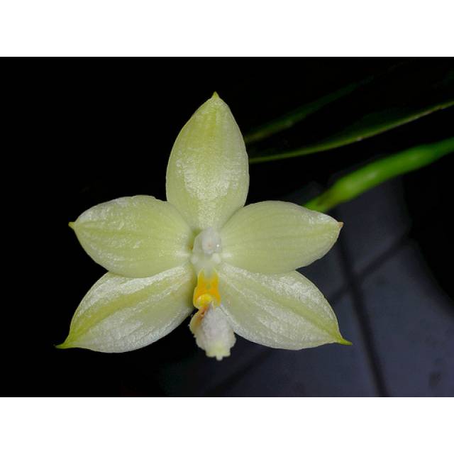 Phalaenopsis floresensis x sib