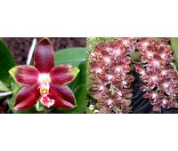 Phalaenopsis gigantea x Phalaenopsis Yaphon Goodboy