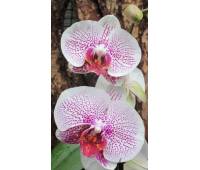 Phalaenopsis PH 016 Fusheng's Mystical Dream (Ever Spring Prince x Scarlett in Snow)