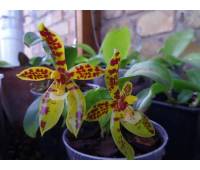 Phalaenopsis pantherina x sib
