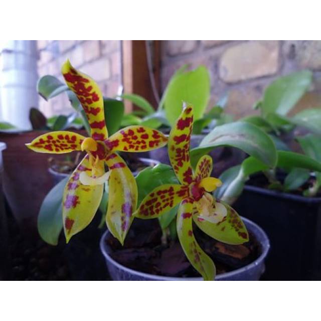 Phalaenopsis pantherina x sib