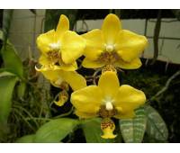 Phalaenopsis stuartiana (yellow) x sib 