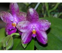 Phalaenopsis Mok Choi Yew (gigantea x violacea blue)