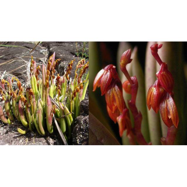 Pleurothallis teres