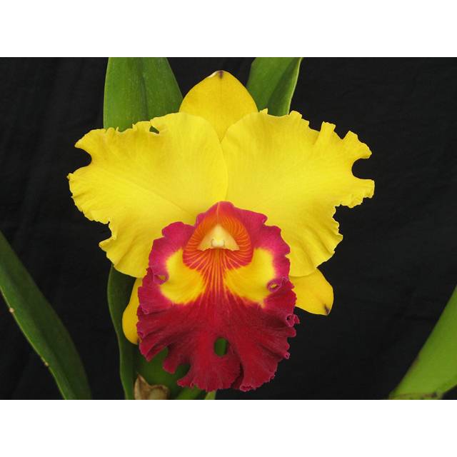 Rhyncholaeliocattleya Liu's Joyance 'Panther'