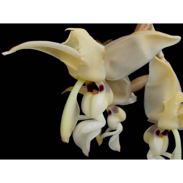 Stanhopea lietzei
