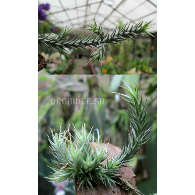 Tillandsia tricholepis