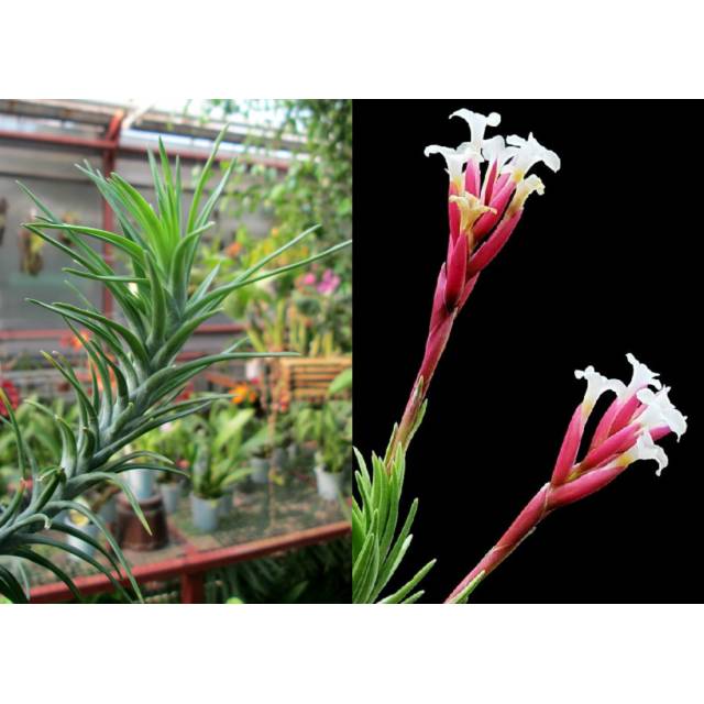 Tillandsia araujei 