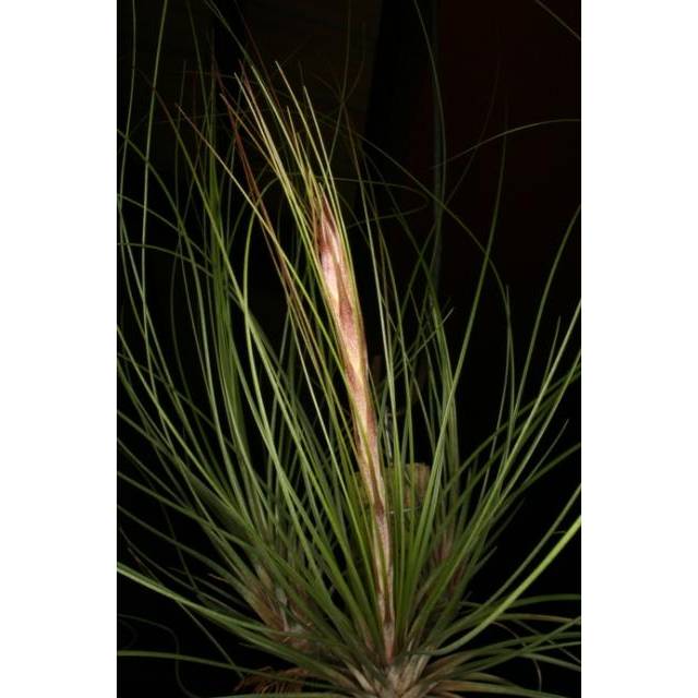 Tillandsia juncifolia 