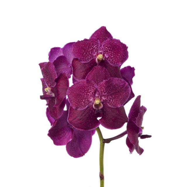Vanda Carmin