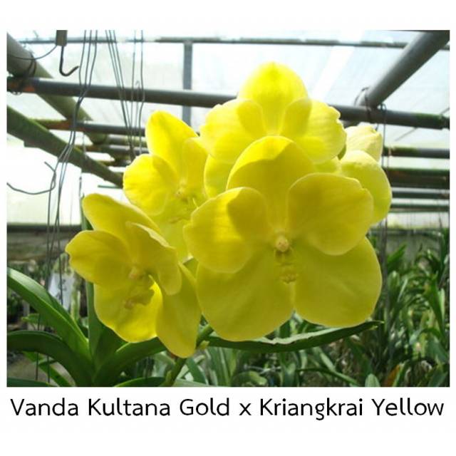 Vanda Kultana Gold x Kriangkrai Yellow